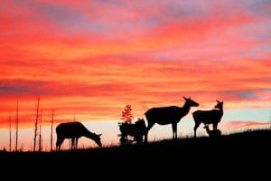 New Univ. of WY Study: Wolf Harassment Has Little Impact On Elk