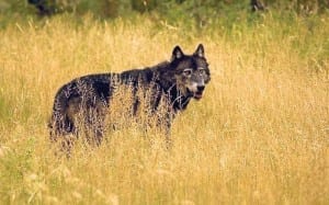 Wisconsin Spring Conservation Congress Hearings/Public Comments