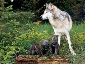 Take Action For Wolves: Letter to Mike Volesky
