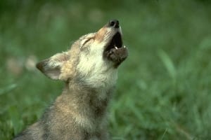 “Appeal to Supporters: Emergency Montana Wolf Action Alert”