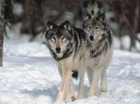 Montana Wolf Hunt Extension: Your Comments Needed!
