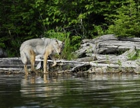 New research confirms wolves trigger a trophic cascade (Wisconsin)