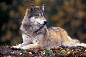 USFWS Draft Rule Puts NE Wolf Recovery At Risk