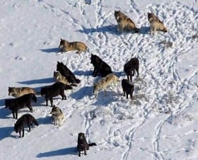 Montana proposes three new Bills aimed at Wolves