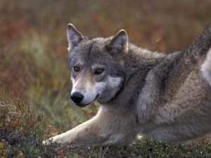 Speak Up for Idaho’s Wolves
