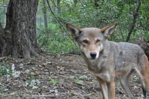 RED WOLVES NEED OUR VOICE!!!