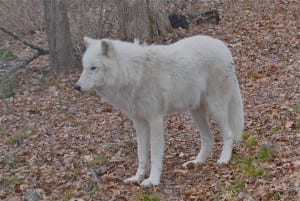 The Movie: “The Grey”. Wolfwatcher has an Insider’s Look!