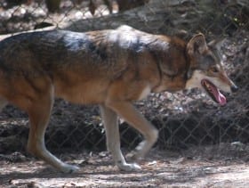 Red Wolves: A Trip into Alligator River National Wildlife Refuge