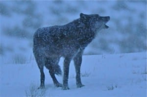 Action Alert: Wyoming Wolves Need Our Help