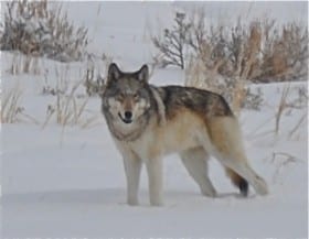Wolf Hunt has Ended: The Extension was Denied in Montana!