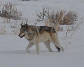 Be a Voice for Wolves in Montana’s upcoming Hunting Season