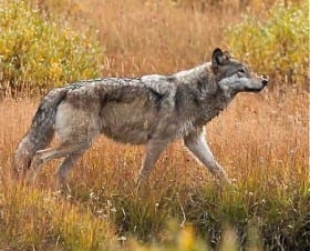 Wolves of the Northern Rockies: The Real Truth!