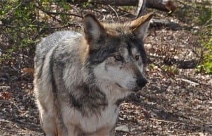 Wolves in Your Living Room
