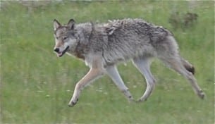 TAKE ACTION: Yellowstone National Park Buffer Zone for Wolves!