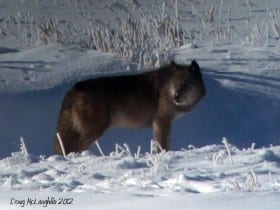 Yellowstone’s Nathan Varley and Linda Thurston: Take Action for Yellowstone Wolves