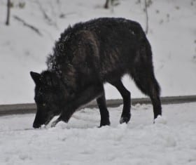 The Canyon Pack of Yellowstone National Park