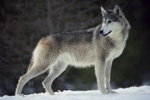 America’s Wolves Need Your Action