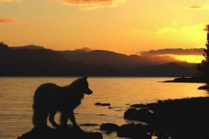 Utah Residents Only: Be a Voice for Wolves!